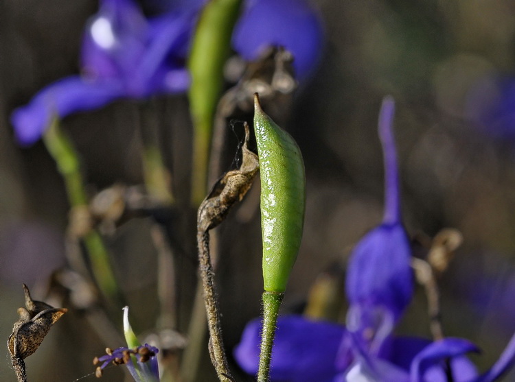 Delphinium consolida / Speronella consolida